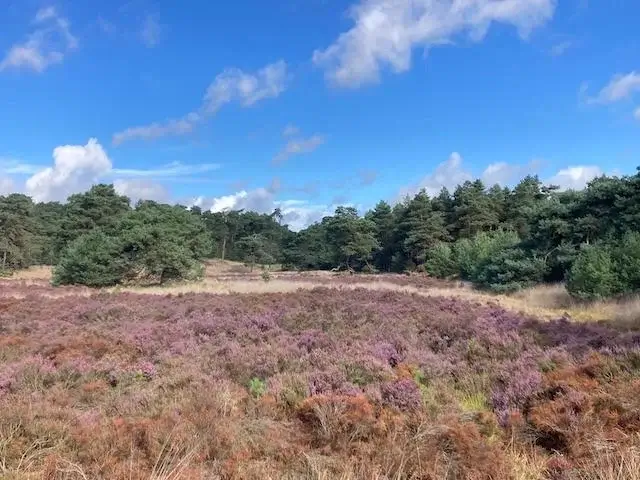 heide met op de achtergrond dennenbossen
