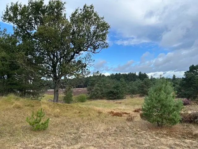 golvend terrein met een loofboom
