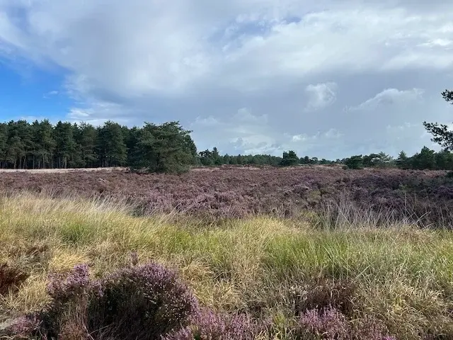 heide in bloei