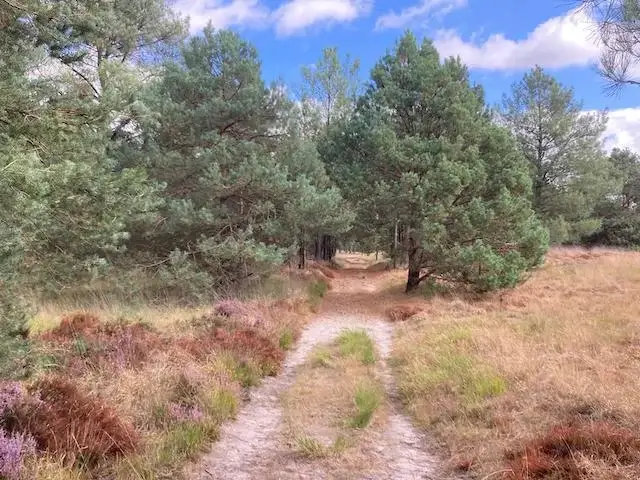 mooie zandweg in de richting van het bos
