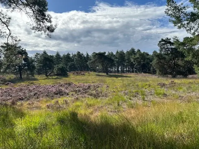 klein heideveldje aan de rand van het bos