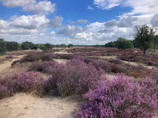 Door de Ossendrechtse Duinen