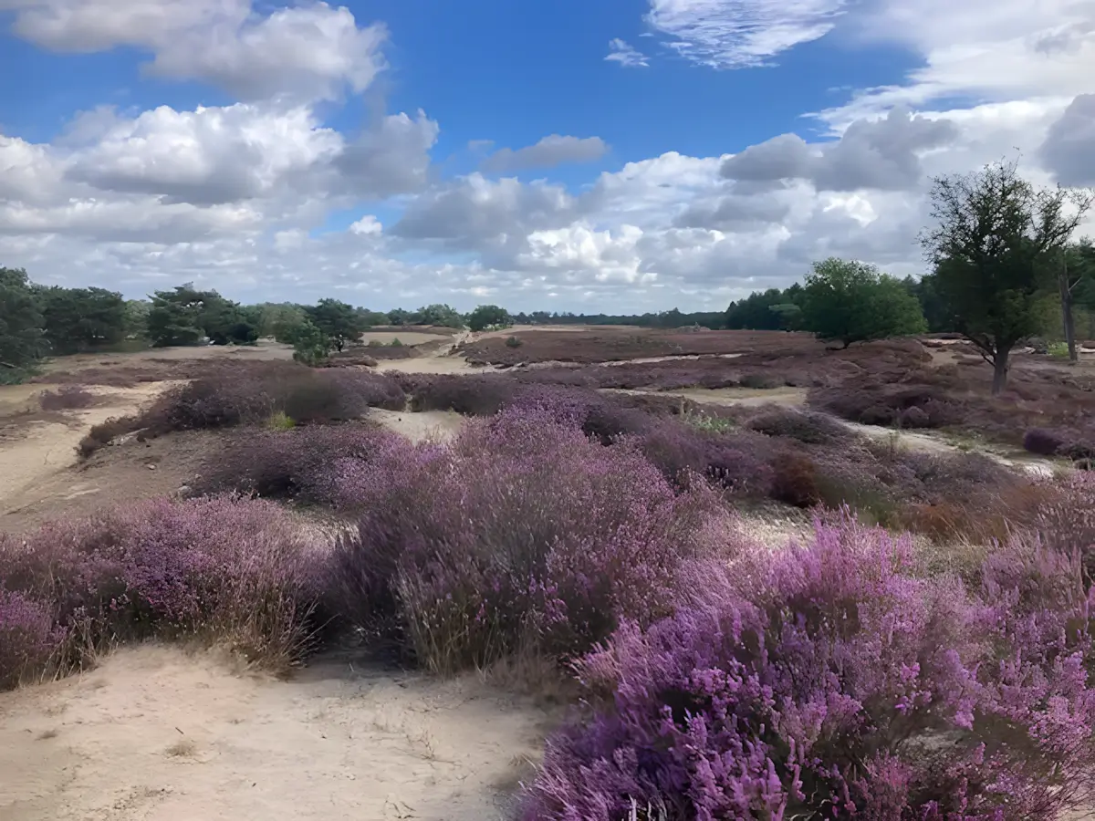 zicht op de heide vanop de Kraaienberg