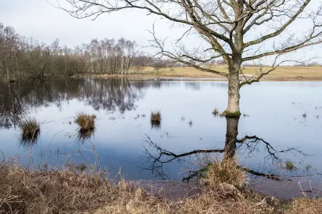 duinmeertje