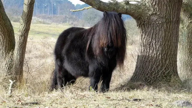 shetland pony