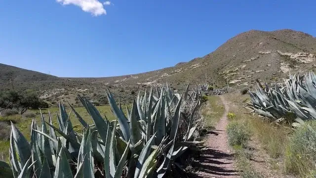 path through the typical vegetation of the Cabo de Gata nature park